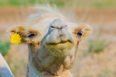 Close-up of the face of a white camel in the steppes of Kazakhstan Stock Photos