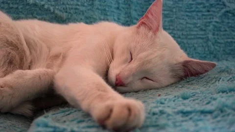 Close-up of the face of a white cat with its blurred paws sleeping gracefully on Video stock 164622823