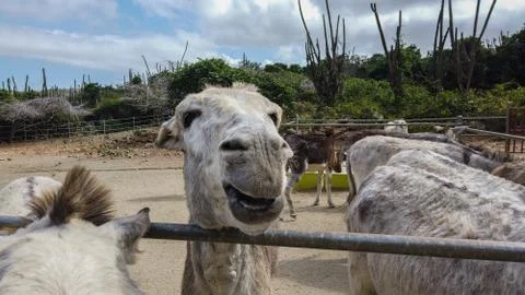Close up of the face of a white donkey in a corral. Stock Photos
