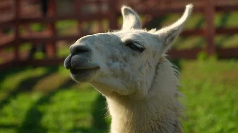 Close-up of the face of a white long-haired llama with long ears that rests 動画素材 313262008