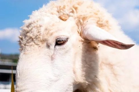 Close up face of white  sheep Stock Photos