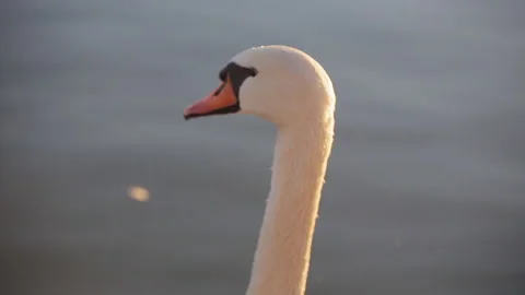 Close-up face of a white Swan floating in the river. Stock Footage 111866917