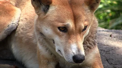 Wild Dogs Dingos Are A Breed Of DINGO WOLF Dog ANTIQUE