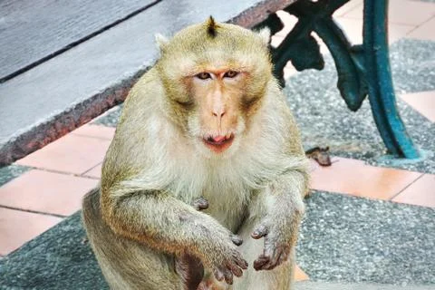 Close-up Face of a Wild Monkey Sitting on the Floor Foto stock