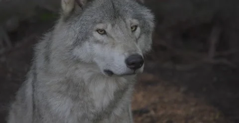 Close up face of a wolf Stock Footage 146148159