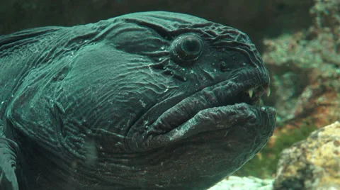 Close Up Face Of Wolffish 스톡 동영상 55102867