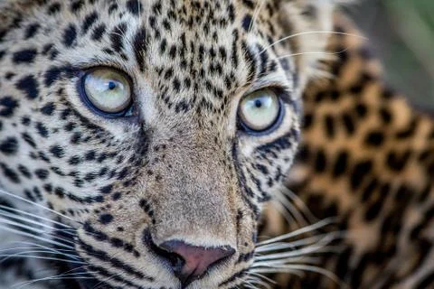 Close up of the face of a young Leopard. Stock Photos