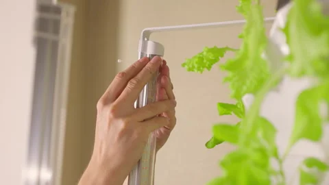 Close-up face of young man adjusting led grow light on vertical hydroponics Stock Footage 317395463