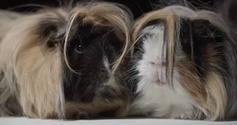 Close up of the faces of cute guinea pigs with long hair, adorable pets, 4k Stock Footage 158292028