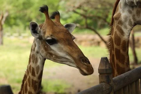 Close up faces of a giraffe looking ahead Stock Photos