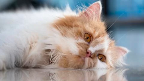 Close-up the faces of a Persian cat lying Stock Photos