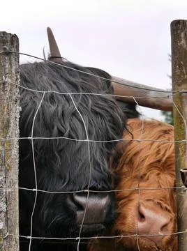 Close up of the faces of two Scots Highland cows, one brown, one black Stock Photos