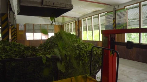 Close-up of a factory machine, tea leaves falling into the Crates Stock-Footage 107911609