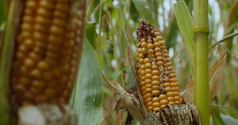 Close-up of failed corn crop with incomplete kernel development Stock Footage 335489139