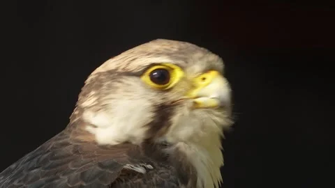 Close up of falcon bird head Видео 344375472
