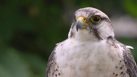 Close up of falcon bird head 動画素材 344377028