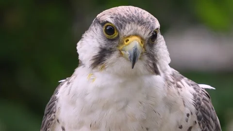 Close up of falcon bird head Stock-Footage 344377118
