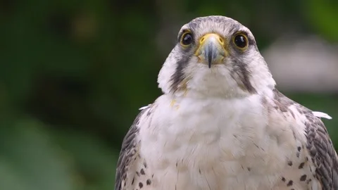 Close up of falcon bird head Stock-Footage 344382008