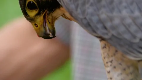 Close up of a falcon eating Stockbeeldmateriaal 84479257