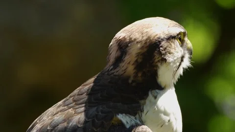 Close up of a falcon  Stock Footage 274264953