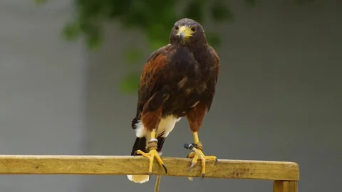 Close up of falcon sitting  Video stock 254268843
