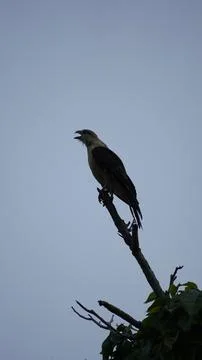 Close-up of falcon Tayrona Stock Photos