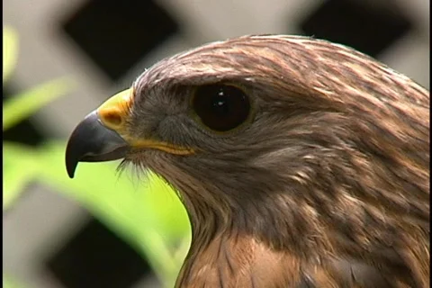 Close-Up on a Falcon’s Head Bird of Prey Stock Footage 141691