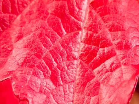 Close up of fall autumn red leaf texture Stock Photos