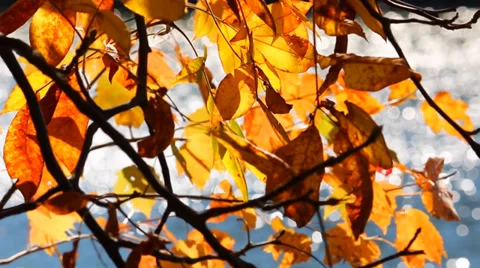 Close-Up of Fall Foliage Stock Footage 35721826