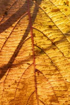 Close-up of a fall leaf Stock Photos