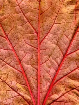 Close up of a fall leaf with red veins. Stock Photos
