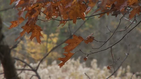 Close Up Fall Leaves Blowing in the Wind Day  Stock Footage 92095754