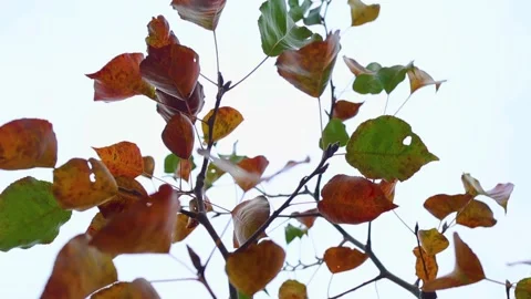 Close up of Fall leaves blowing in the wind Stock Footage 142901278