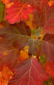 Close-up fall leaves Stock Photos