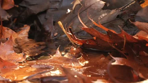 Close up fall leaves in water Stock Footage 8984764