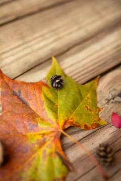 Close-up of fall maple leaf and small pine cone against wooden surface 스톡 사진