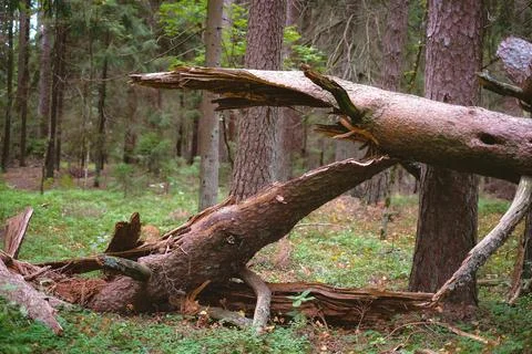 Close-up of fallen and broken tree in a sunny forest on a clear day Stock Photos