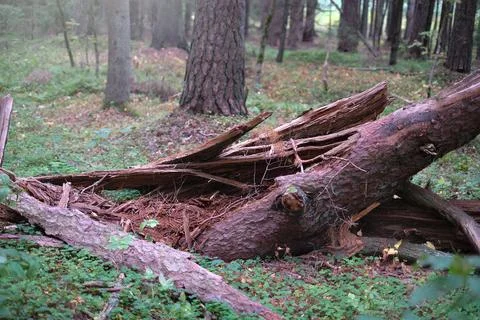Close-up of fallen and broken tree in a sunny forest on a clear day Stock Photos
