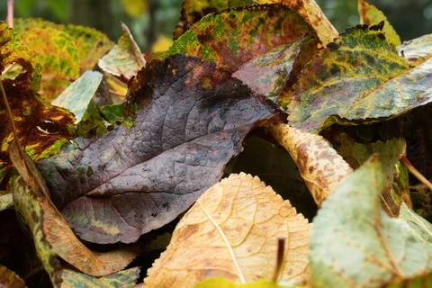 Close up of fallen apple leaves Stock Photos