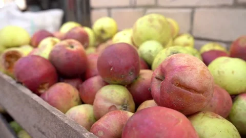 Close up Fallen apples collected in a wooden box. Crumpled ripe dirty broken Stock Footage 167608370