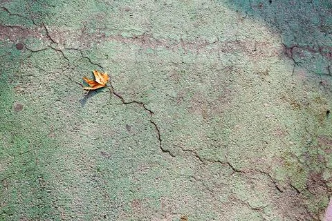 Close-up of a Fallen Autumn Leaf on Cracked Green Pavement Stock Photos