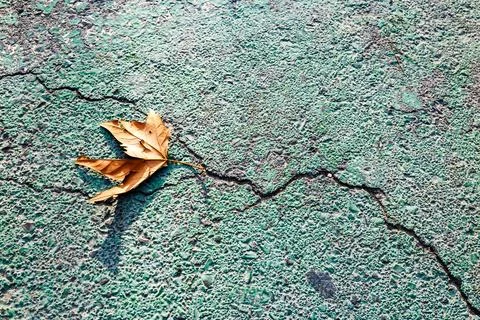 Close-up of a Fallen Autumn Leaf on Cracked Green Pavement Stock Photos