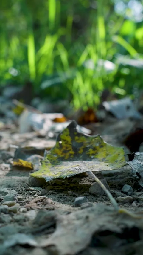 Close-up of fallen autumn leaf on ground Video stock 327108352