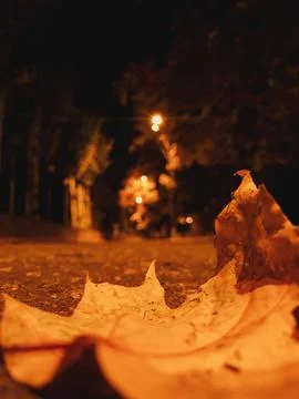 Close-up of a fallen autumn leaf Stock Photos