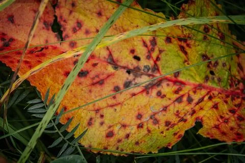 Close up of a fallen autumn leaf in vivid yellow, orange. Stock Photos