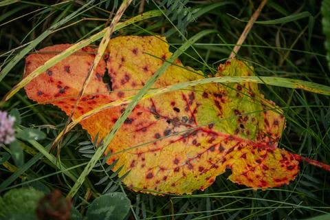 Close up of a fallen autumn leaf in vivid yellow, orange. Stock Photos