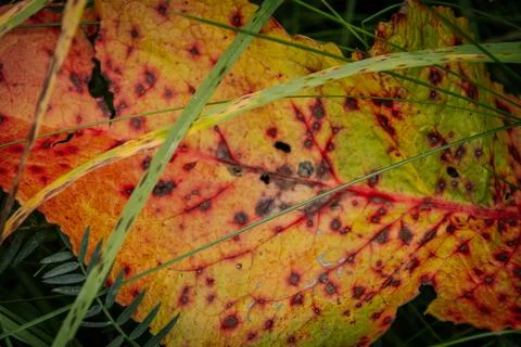 Close up of a fallen autumn leaf in vivid yellow, orange. Stock Photos