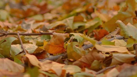 Close-up of Fallen Autumn Leaves and Twigs on Forest Floor Stock Footage 336521891
