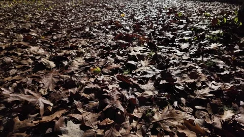 Close-up of fallen autumn leaves on the forest floor Stock Footage 313153972