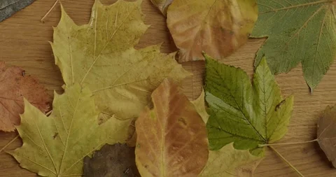 Close-up of fallen autumn leaves on table in slow motion Stock Footage 245443043